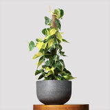 Philodendron Brasil (Cu Suport), planta de interior curgatoare cu frunze verzi si galbene, decor tropical usor de ingrijit - 90 cm