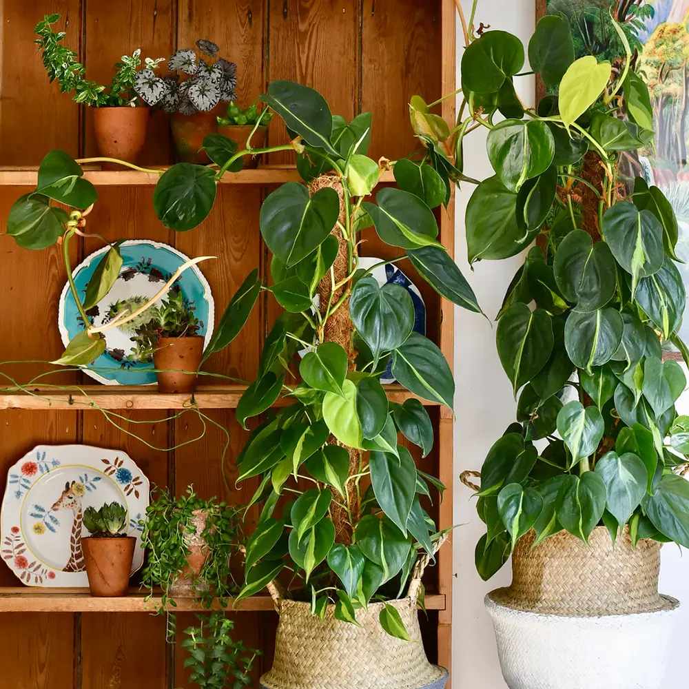 Philodendron Brasil (Cu Suport), planta de interior curgatoare cu frunze verzi si galbene, decor tropical usor de ingrijit - 90 cm