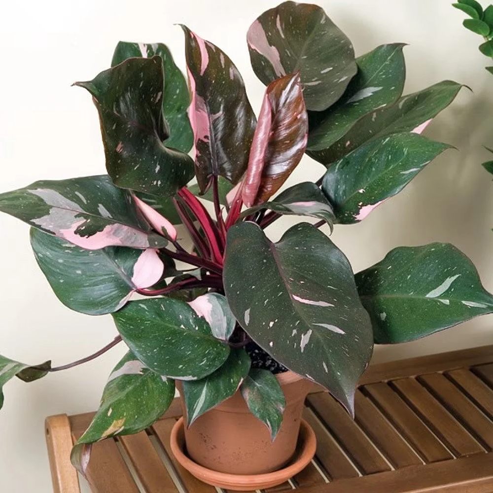 Philodendron Burgundy Prince - 40 cm