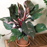 Philodendron Burgundy Prince - 40 cm