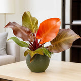 Philodendron Sunlight, 35-40 cm, planta de interior cu frunze rosii, usor de ingrijit, purifica aerul si aduce culoare casei tale