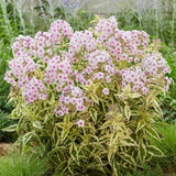 Brumarea Inalta Phlox paniculata Crème de Menthe, flori alb-roz, frunze decorative, parfumat