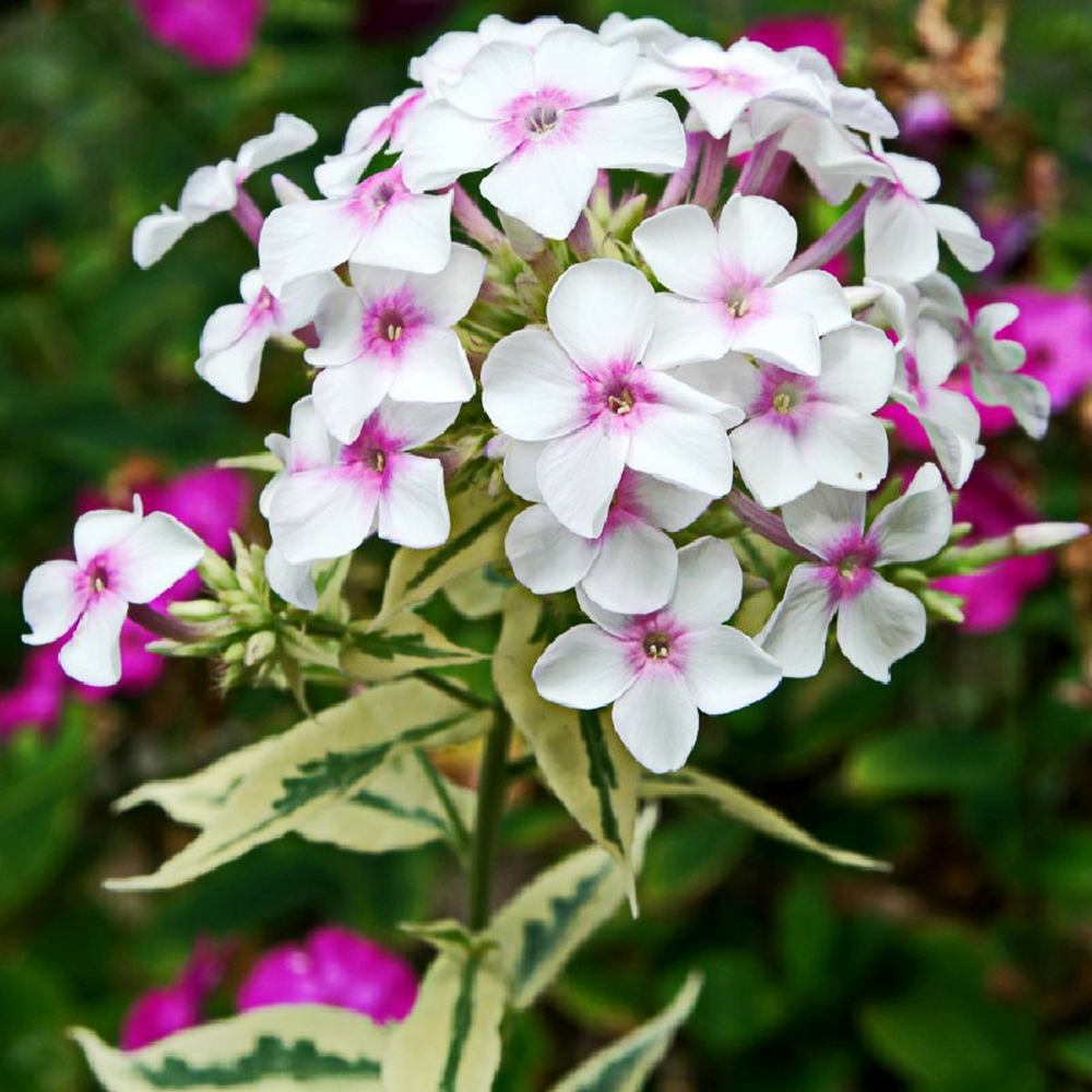 Brumarea Inalta Phlox paniculata Crème de Menthe, flori alb-roz, frunze decorative, parfumat