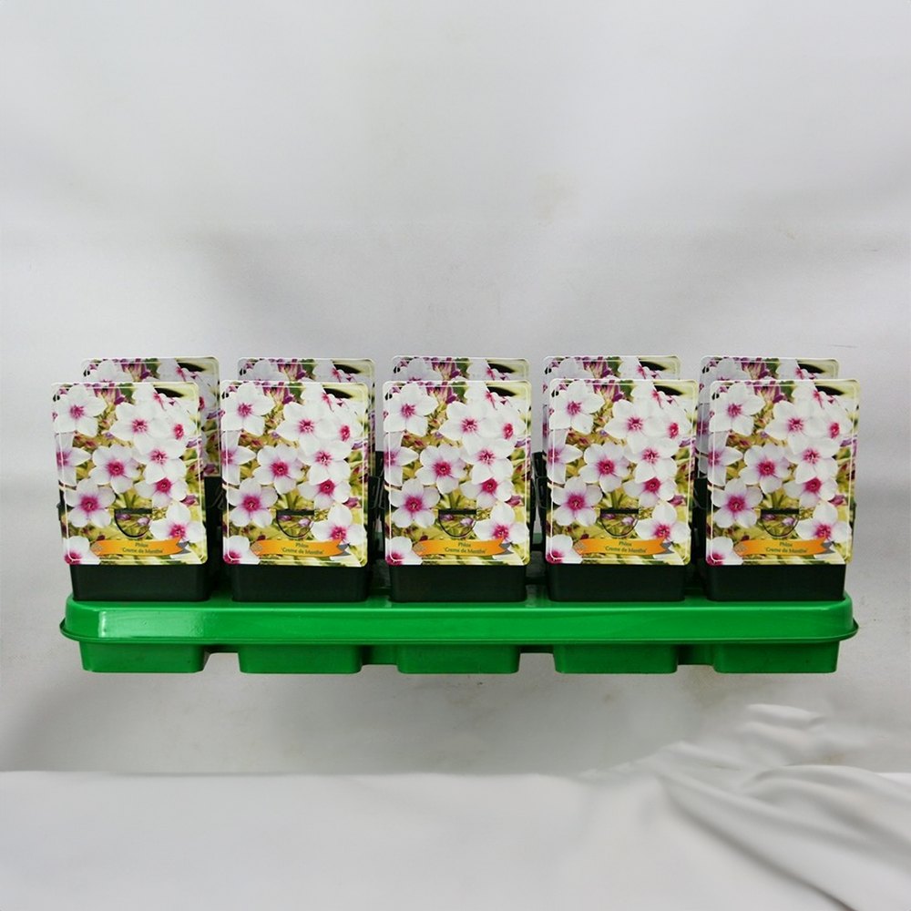 Brumarea Inalta Phlox paniculata Crème de Menthe, flori alb-roz, frunze decorative, parfumat