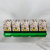 Brumarea Inalta Phlox paniculata Crème de Menthe, flori alb-roz, frunze decorative, parfumat