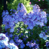 Brumarela Inalta Phlox paniculata Blue Boy, flori albastre- violet parfumat, planta perena cu crestere rapida, pentru gradina