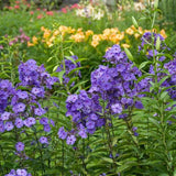 Brumarela Inalta Phlox paniculata Blue Paradise, flori albastre violet parfumat, planta perena cu crestere rapida, pentru gradina