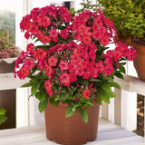 Brumarea Inalta Phlox paniculata Flame Watermelon, flori magenta-roz intens, parfumate, rezistenta la ger