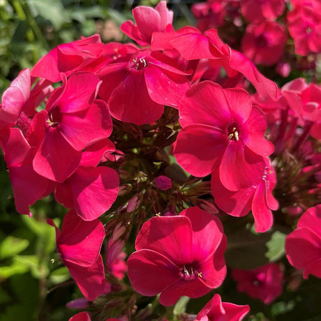Brumarea Inalta Phlox paniculata Flame Watermelon, flori magenta-roz intens, parfumate, rezistenta la ger