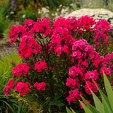 Brumarea Inalta Phlox paniculata Flame Watermelon, flori magenta-roz intens, parfumate, rezistenta la ger