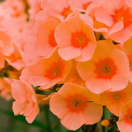 Brumarela Inalta Phlox paniculata Orange Perfection, flori portocalii parfumat, planta perena decorativ, crestere rapida