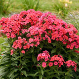 Brumarela Inalta Early Red, flori rosii timpuriu, planta perena parfumata cu arome. de vanilie si cuisoare