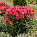 Brumarela Inalta Early Red, flori rosii timpuriu, planta perena parfumata cu arome. de vanilie si cuisoare
