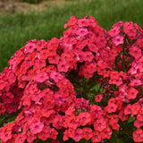 Brumarela Inalta Early Red, flori rosii timpuriu, planta perena parfumata cu arome. de vanilie si cuisoare