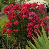 Brumarela Inalta Early Red, flori rosii timpuriu, planta perena parfumata cu arome. de vanilie si cuisoare