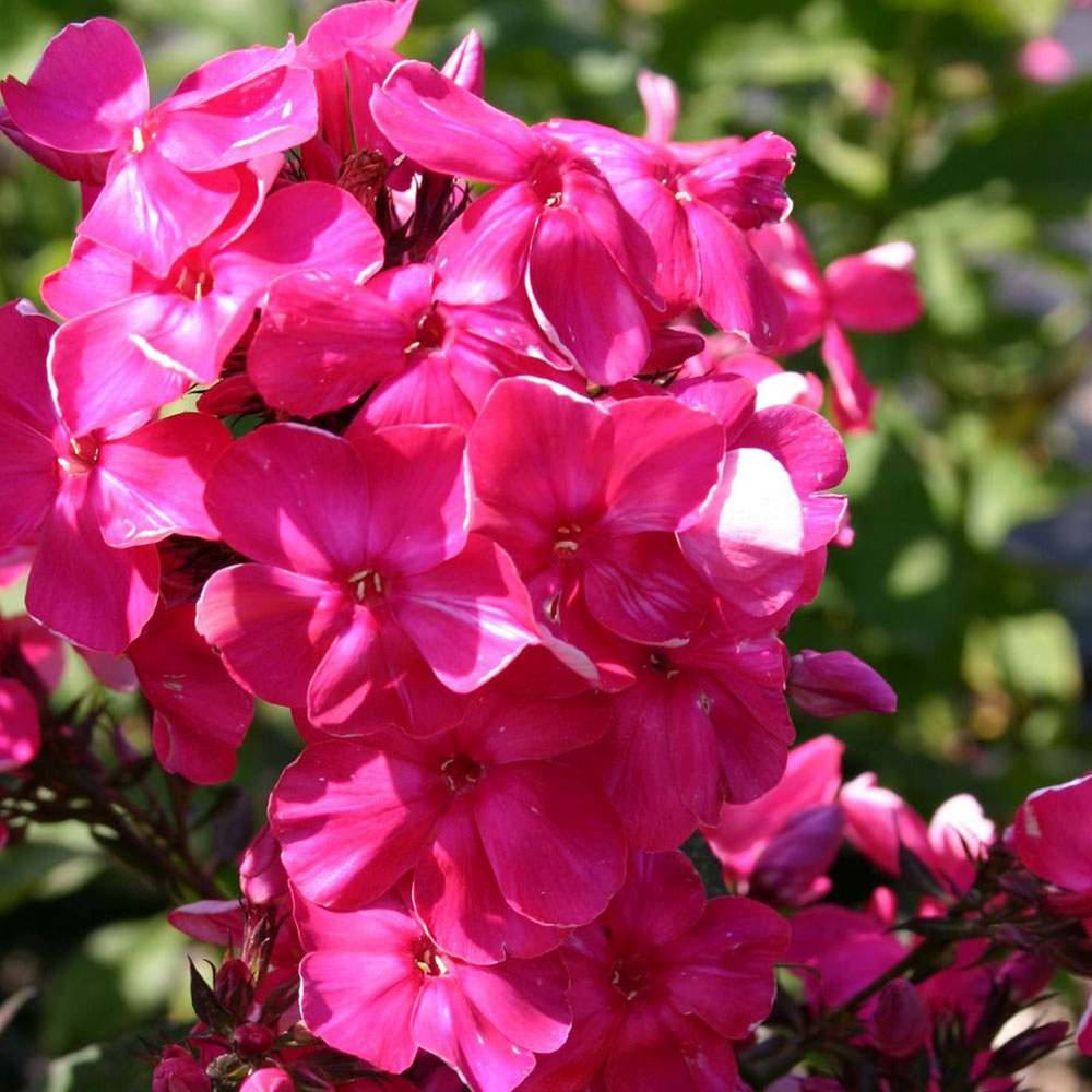 Brumarela Inalta Phlox paniculata Tenor, flori rosii-magenta intens parfumat, planta perena cu crestere rapida, pentru gradina sau ghiveci