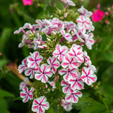Brumarea Inalta Phlox paniculata Twister, flori bicolor roz-alb parfumat, planta perena rezistenta la ger  Flori