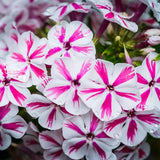 Brumarea Inalta Phlox paniculata Twister, flori bicolor roz-alb parfumat, planta perena rezistenta la ger  Flori