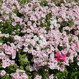 Brumarea Inalta Phlox paniculata Twister, flori bicolor roz-alb parfumat, planta perena rezistenta la ger  Flori