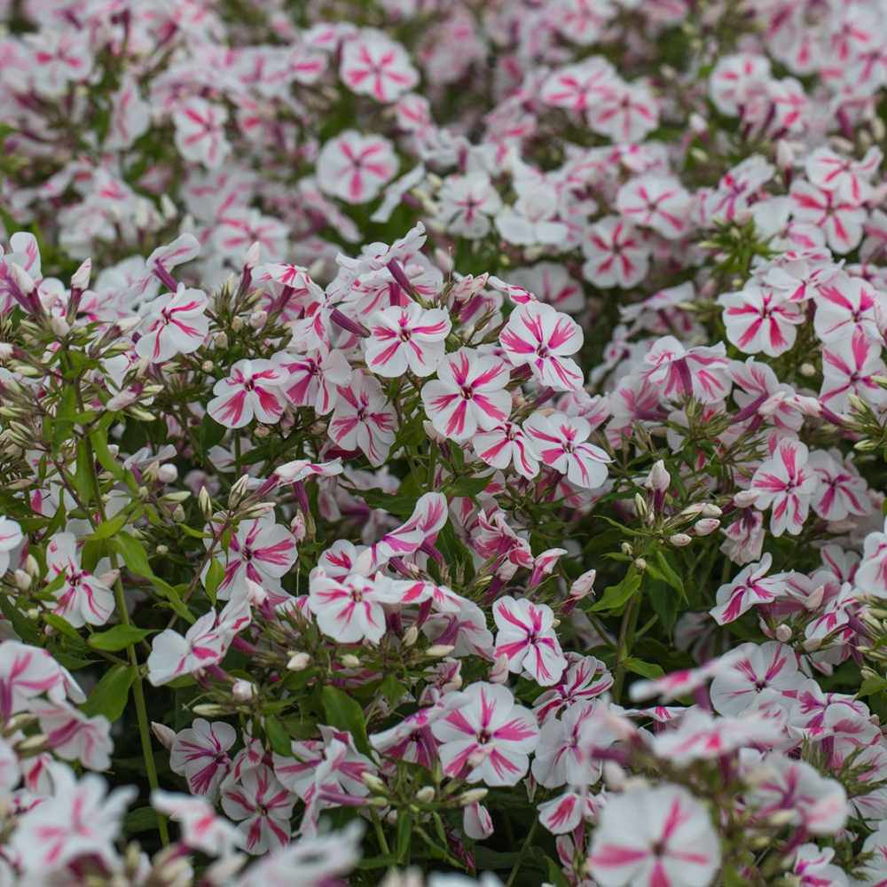 Brumarea Inalta Phlox paniculata Twister, flori bicolor roz-alb parfumat, planta perena rezistenta la ger  Flori