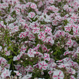 Brumarea Inalta Phlox paniculata Twister, flori bicolor roz-alb parfumat, planta perena rezistenta la ger  Flori