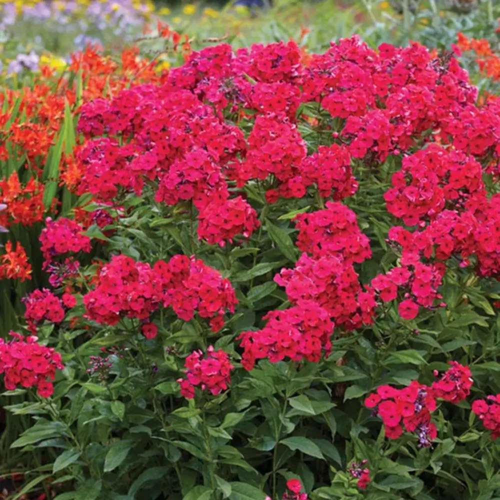 Brumarela Inalta Early Red, flori rosii timpuriu, planta perena parfumata cu arome. de vanilie si cuisoare