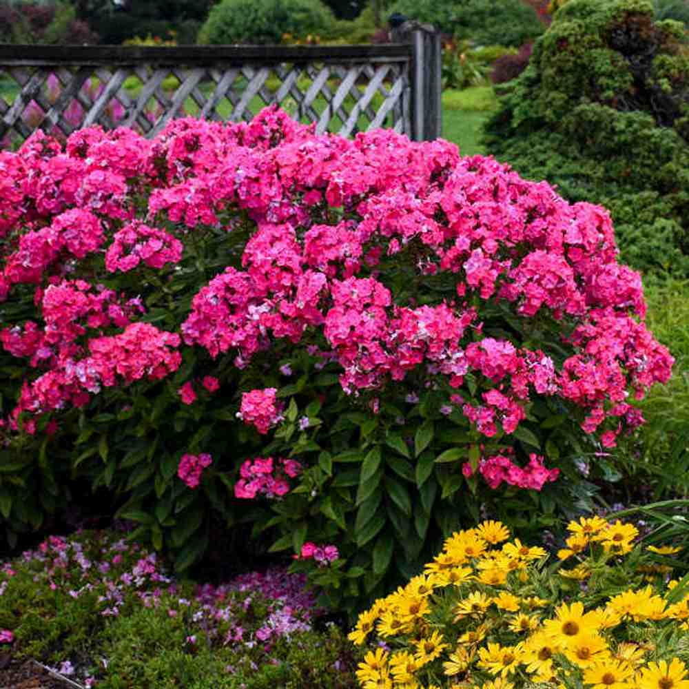 Brumarela Inalta Phlox paniculata Spitfire | Verdena – VERDENA