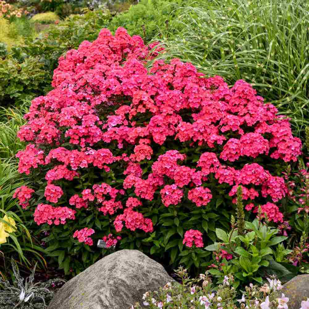 Brumarela Inalta Phlox paniculata Spitfire, brumarela rosie- corai parfumata, planta perena decorativa, crestere rapida