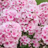 Brumarela Inalta Phlox paniculata Bright Eyes, flori roz cu centru rosu, planta perena parfumata, crestere rapida