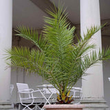 Palmier Curmal (Phoenix Canariensis), palmier canarian ornamental, frunze arcuite verzi, pentru terasa sau ghiveci