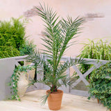 Palmier Curmal (Phoenix Canariensis), palmier canarian ornamental, frunze arcuite verzi, pentru terasa sau ghiveci