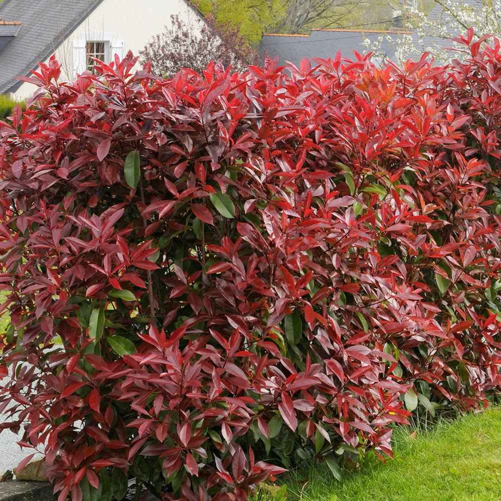 Photinia Red Robin, gard viu rosu vesnic verde