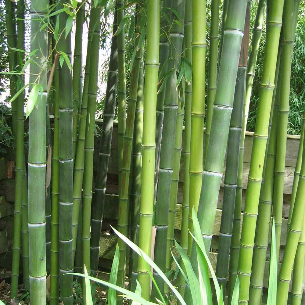 Bambus de Gradina Gigant (Phyllostachys) Atrovaginata, bambus parfumat de tamaie, vesnic verde, crestere rapida, ideal pentru gard viu