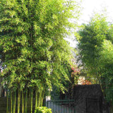 Bambus de Gradina Gigant (Phyllostachys) Atrovaginata, bambus parfumat de tamaie, vesnic verde, crestere rapida, ideal pentru gard viu