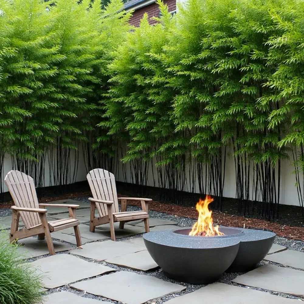 Bambus de Gradina Negru (Phyllostachys Nigra), tulpini negre, rezistent la frig, gard viu dens, ideal pentru gard viu si terase