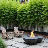 Bambus de Gradina Negru (Phyllostachys Nigra), tulpini negre, rezistent la frig, gard viu dens, ideal pentru gard viu si terase