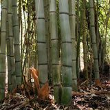 Bambus de Gradina Gri Gigant (Phyllostachys) Henon, bambus decorativ rezistent la ger, crestere rapida, ideal pentru gard viu