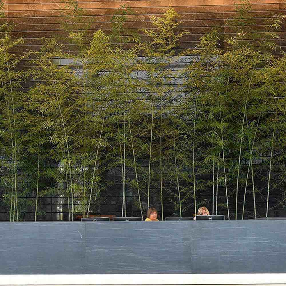 Bambus de Gradina Gri Gigant (Phyllostachys) Henon, bambus decorativ rezistent la ger, crestere rapida, ideal pentru gard viu