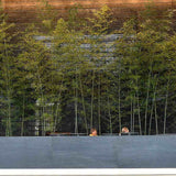 Bambus de Gradina Gri Gigant (Phyllostachys) Henon, bambus decorativ rezistent la ger, crestere rapida, ideal pentru gard viu