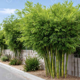 Bambus de Gradina Gigant (Phyllostachys) Atrovaginata, bambus parfumat de tamaie, vesnic verde, crestere rapida, ideal pentru gard viu