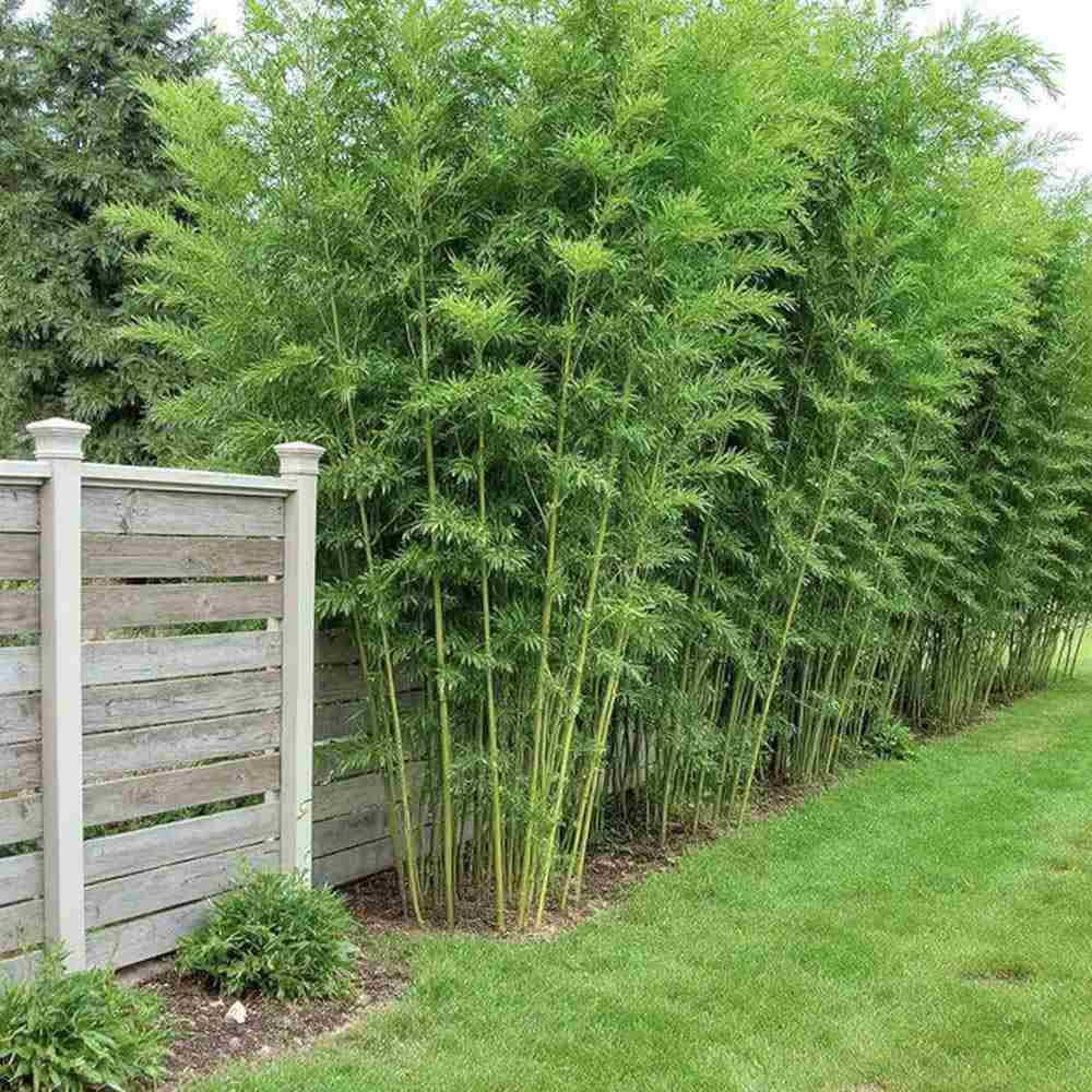 Bambus de Gradina Gigant (Phyllostachys) Atrovaginata, bambus parfumat de tamaie, vesnic verde, crestere rapida, ideal pentru gard viu