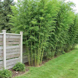 Bambus de Gradina Gigant (Phyllostachys) Atrovaginata, bambus parfumat de tamaie, vesnic verde, crestere rapida, ideal pentru gard viu