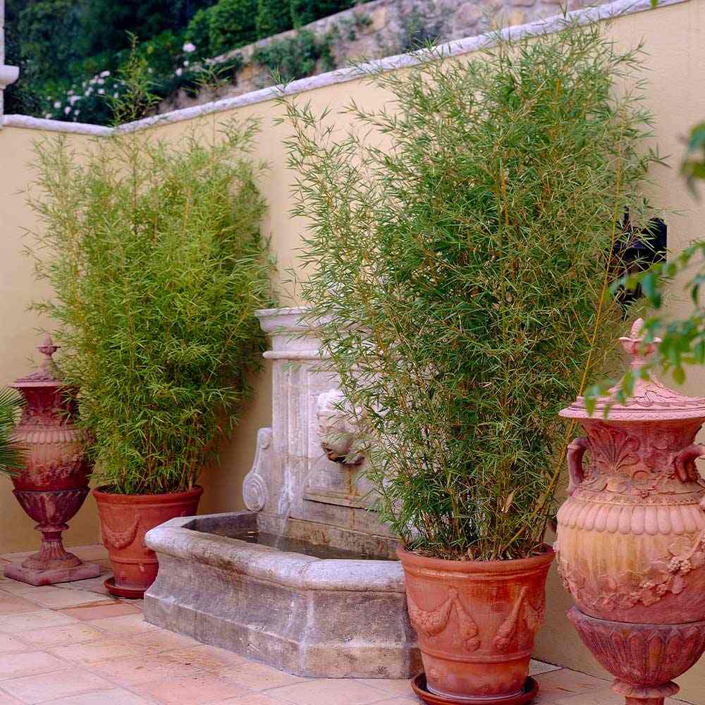 Bambus de Gradina Auriu (Phyllostachys Aurea), tulpini galbene, rezistent la frig, gard viu dens, crestere rapida