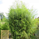 Bambus de Gradina Auriu (Phyllostachys Aureocaulis), tulpini galbene, rezistent la frig, gard viu dens