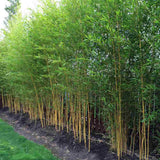 Bambus de Gradina Auriu (Phyllostachys Aureocaulis), tulpini galbene, rezistent la frig, gard viu dens