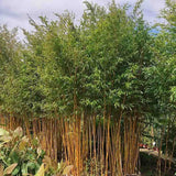 Bambus de Gradina Auriu (Phyllostachys Aureocaulis), tulpini galbene, rezistent la frig, gard viu dens