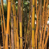 Bambus de Gradina Auriu (Phyllostachys Aureocaulis), tulpini galbene, rezistent la frig, gard viu dens