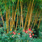 Bambus de Gradina Auriu (Phyllostachys Aureocaulis), tulpini galbene, rezistent la frig, gard viu dens