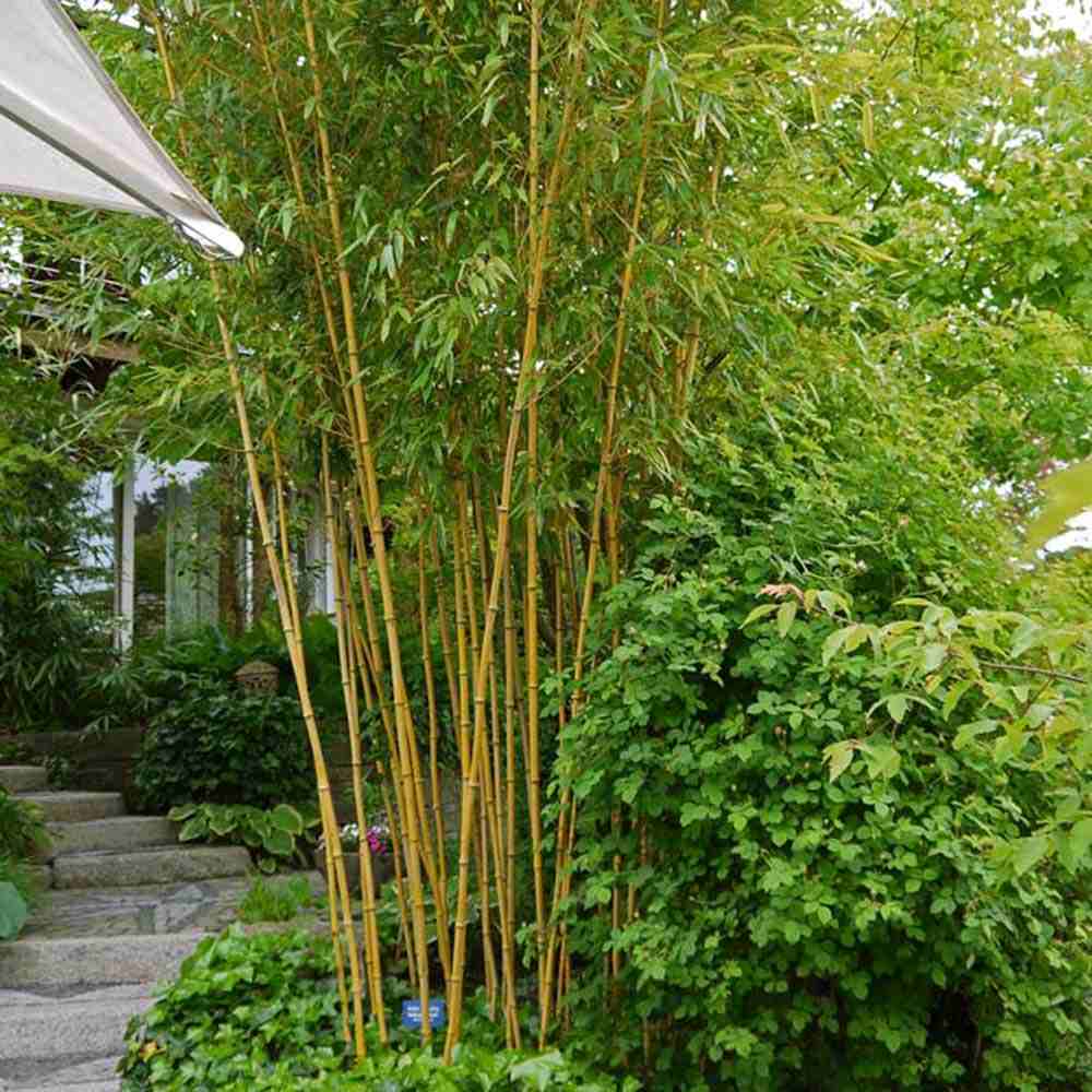 Bambus de Gradina Auriu (Phyllostachys Aureocaulis), tulpini galbene, rezistent la frig, gard viu dens