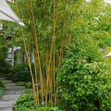 Bambus de Gradina Auriu (Phyllostachys Aureocaulis), tulpini galbene, rezistent la frig, gard viu dens